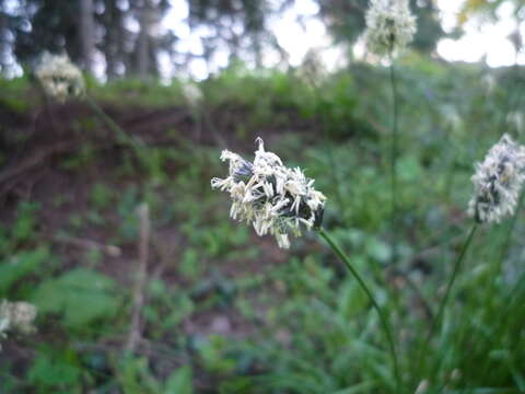 Image of Blue-green moor grass