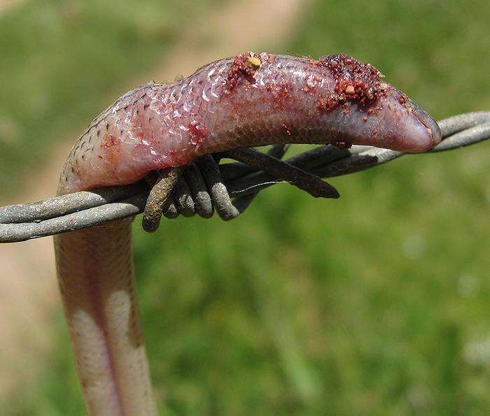 Image of Linnaeus' Lance Skink