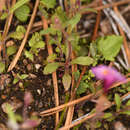 Image of Slender-Stem Monkey-Flower