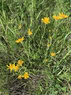 Imagem de Arnica fulgens Pursh