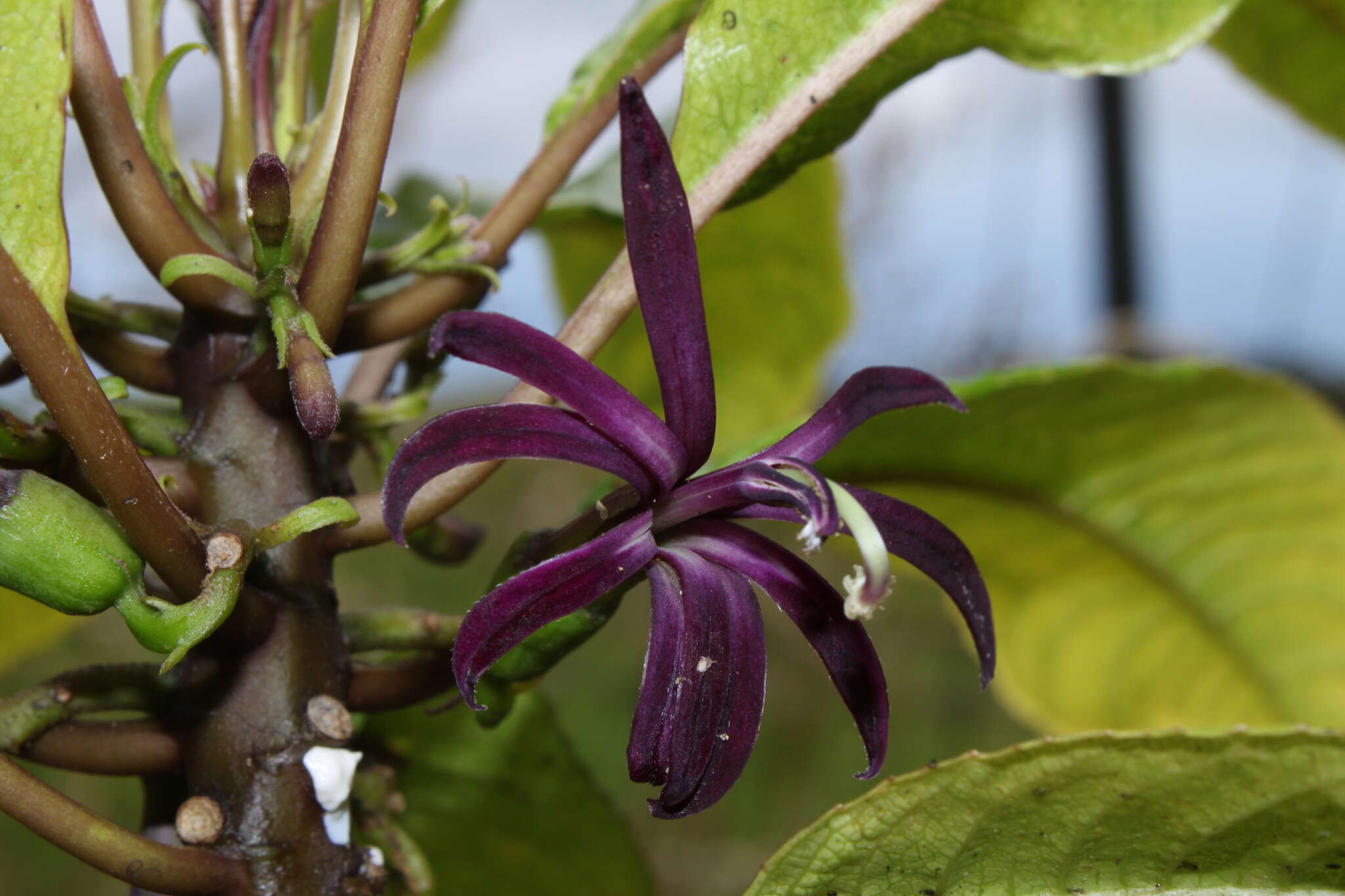 Слика од Clermontia calophylla E. Wimm.