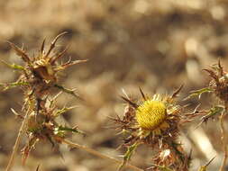 Imagem de Carlina libanotica Boiss.