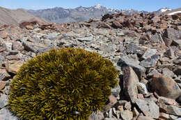 Imagem de Aciphylla dobsonii Hook. fil.