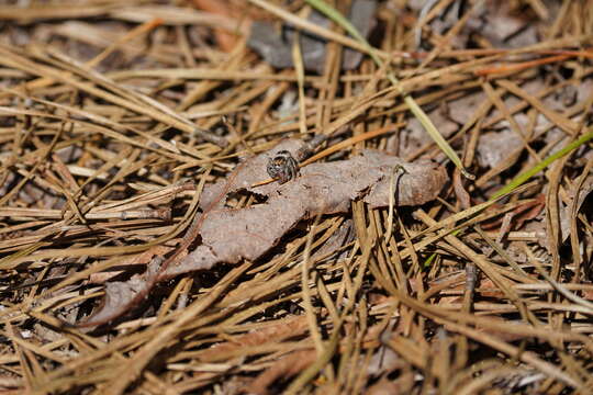 Image of Habronattus orbus Griswold 1987