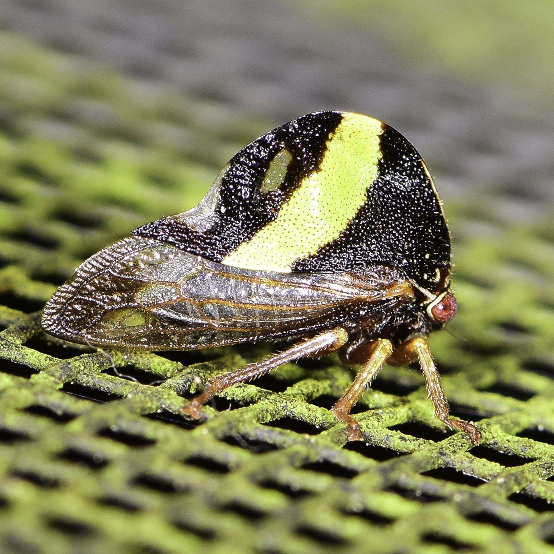 Image of Smilia fasciata Amyot & Serville