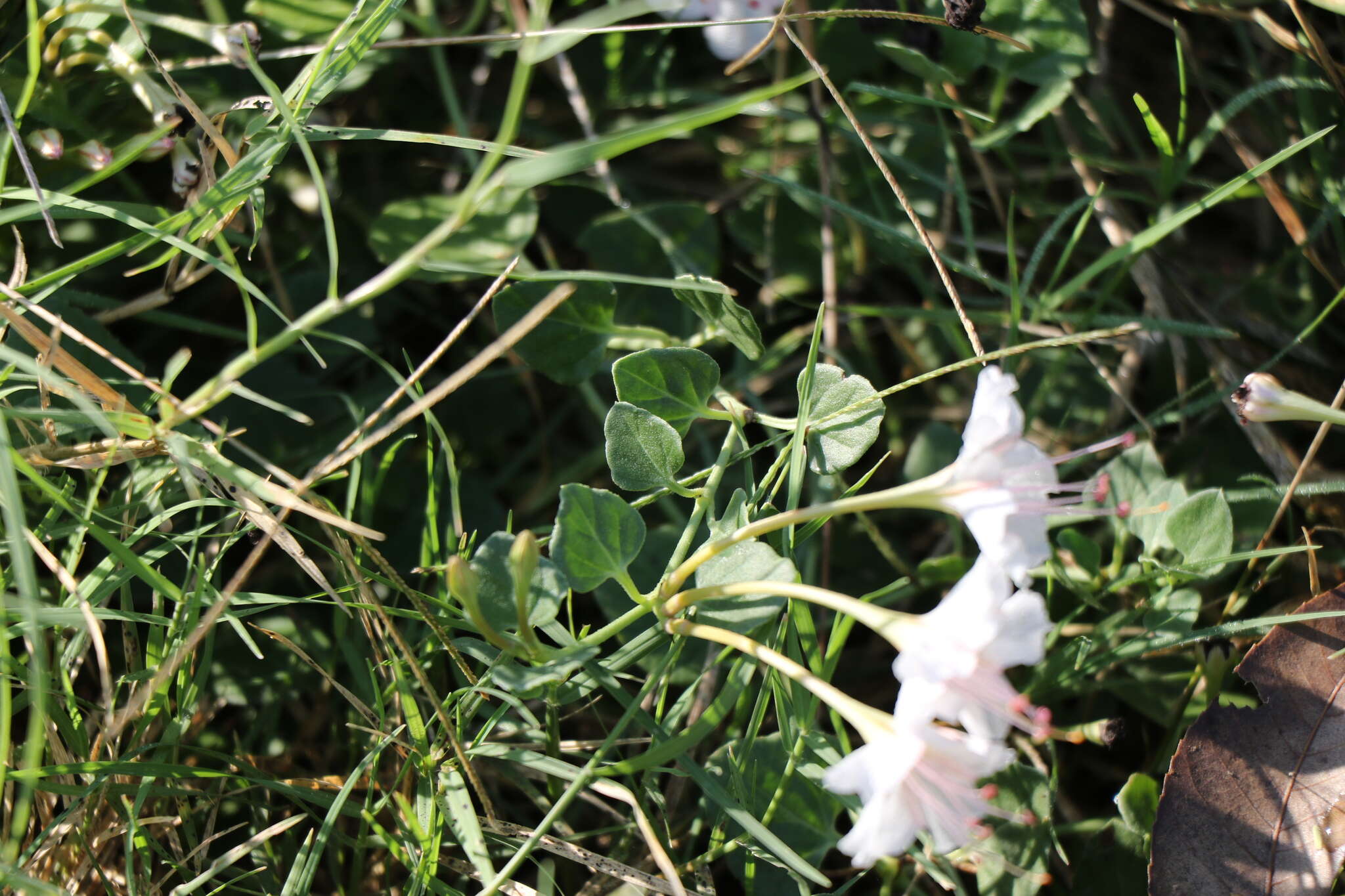 Acleisanthes obtusa (Choisy) Standl. resmi