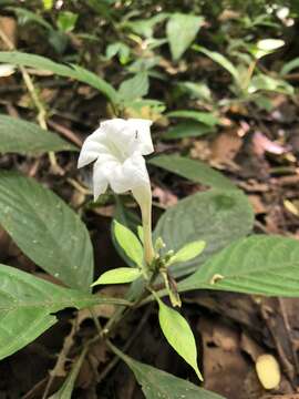 Plancia ëd Ruellia tubiflora Kunth