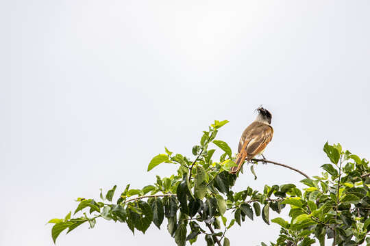 Image of Baird's Flycatcher