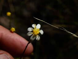 Image of Gutierrezia gilliesii Griseb.