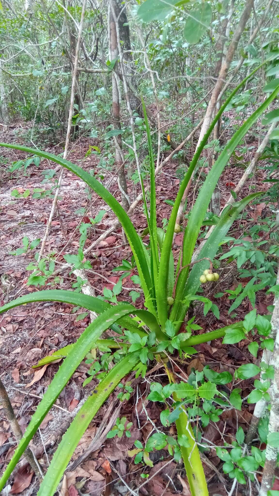 Image of Aloe occidentalis (H. Perrier) L. E. Newton & G. D. Rowley