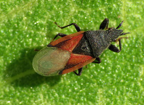 Image of <i><i>Oxycarenus</i></i> (Oxycarenus) <i>lavaterae</i> Fabricius & J. C. 1787