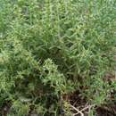 Image of Russian thistle