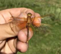 Sympetrum croceolum (Selys 1883) resmi