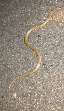 Image of Chihuahuan Blackhead Snake