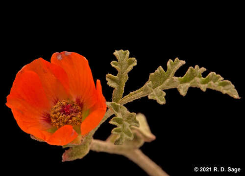 Image of Sphaeralcea australis Speg.