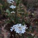 Image of Iberis procumbens subsp. microcarpa Franco & P. Silva