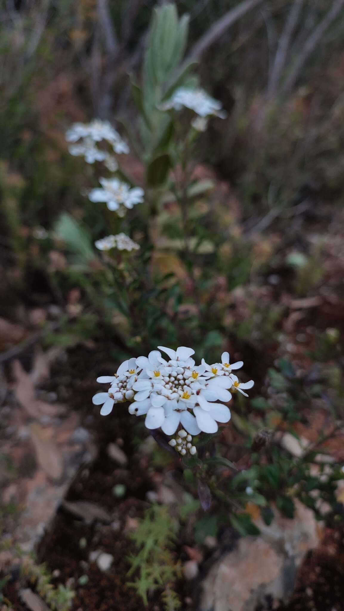 Image of Iberis procumbens subsp. microcarpa Franco & P. Silva