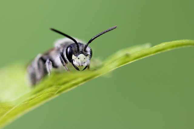 Image of Cresson's Andrena