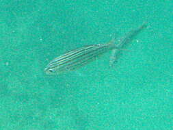 Image of Black-striped salema