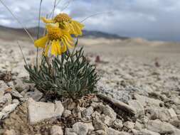 Image of Cooper's rubberweed