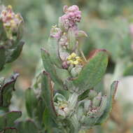 Image of Exomis microphylla (Thunb.) Aell.