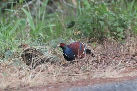 Image of Hume's Bar-tailed Pheasant