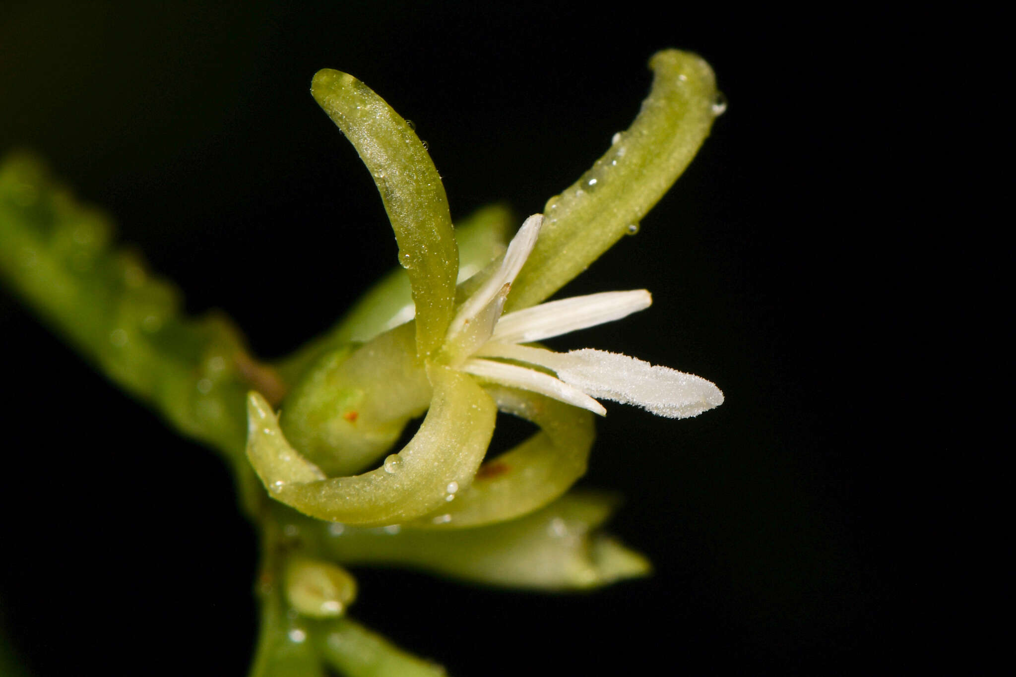 Image of Hoffmannia viridis Rusby