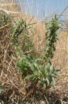 Image of mountain ironwort