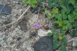 Image of Christia obcordata (Poir.) Bakh. fil.