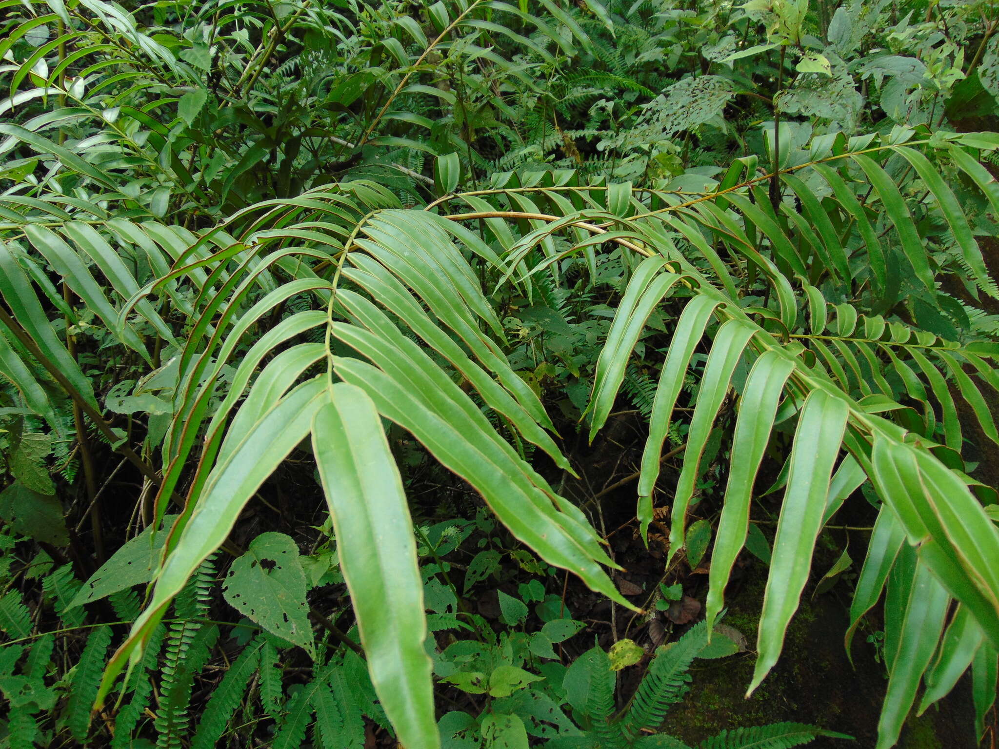 Слика од Pteris pulchra Schltdl. & Cham.