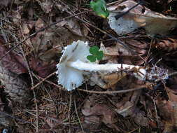 Image of Lepiota clypeolaria (Bull.) P. Kumm. 1871