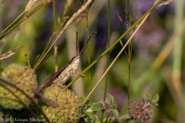 Image of Epirus Dancing Grasshopper