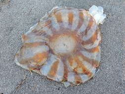Image of Sea Nestle