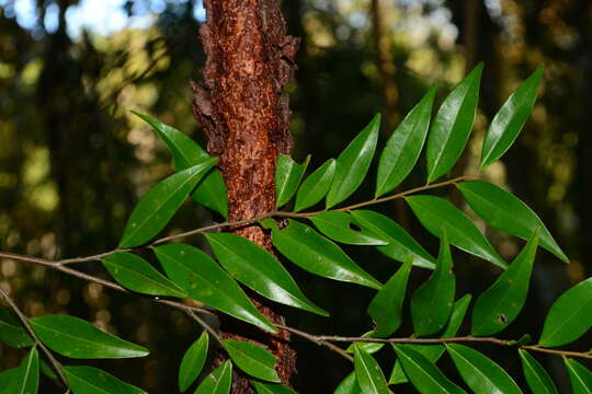 Image of Xylopia brasiliensis Spreng.