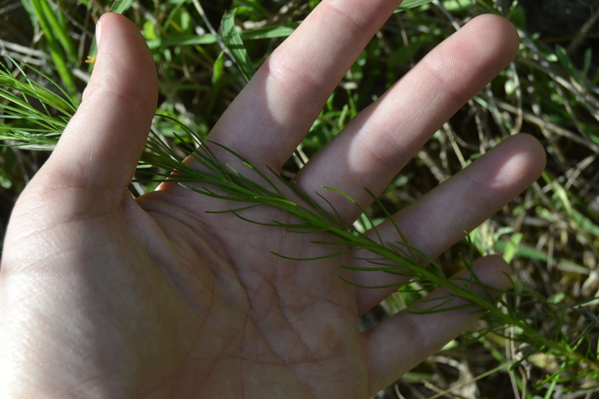 Oenothera linifolia Nutt.的圖片