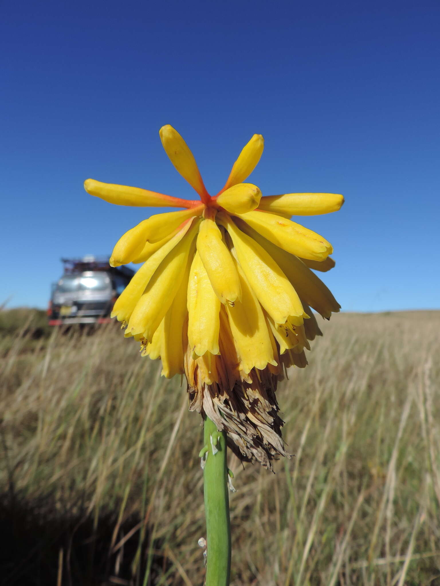 Image de Kniphofia grantii Baker