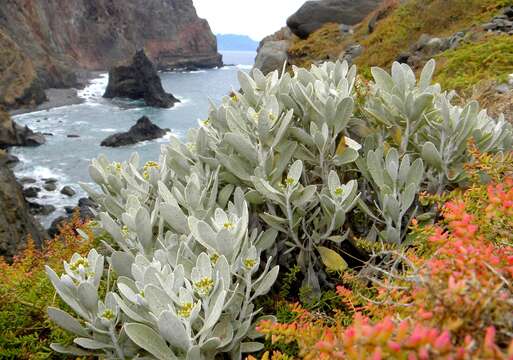 Image of Helichrysum obconicum DC.