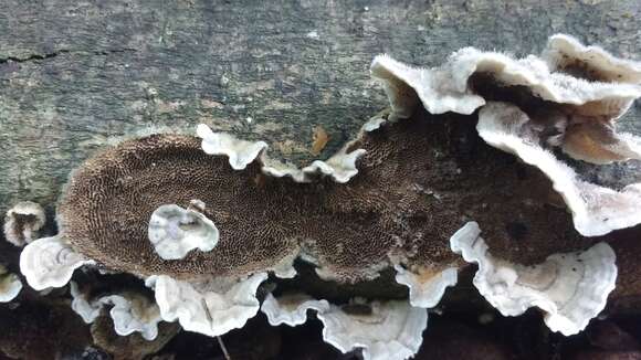 Image of Trametes villosa (Sw.) Kreisel 1971