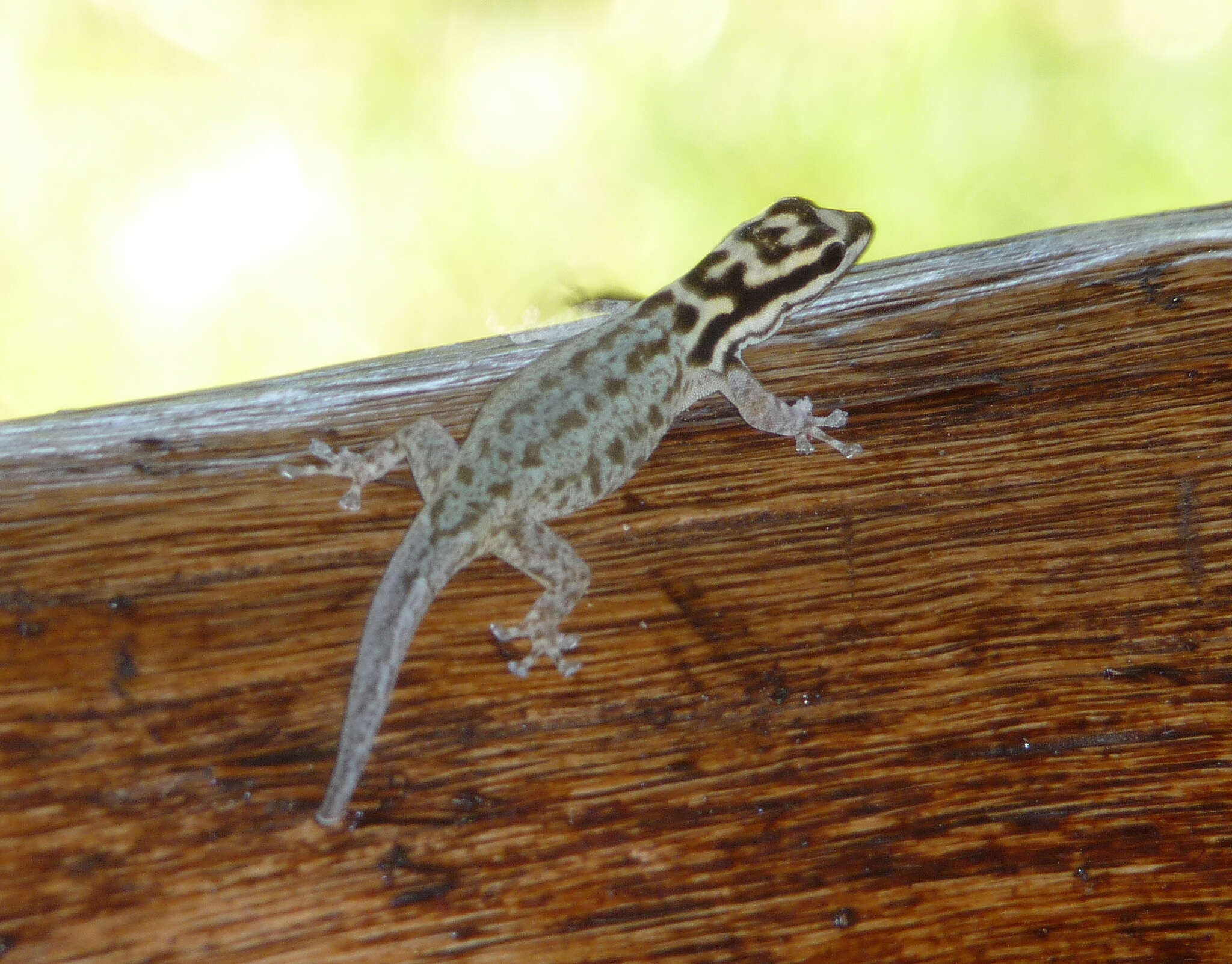 صورة Lygodactylus mombasicus Loveridge 1935