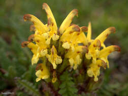 Imagem de Pedicularis oederi Vahl