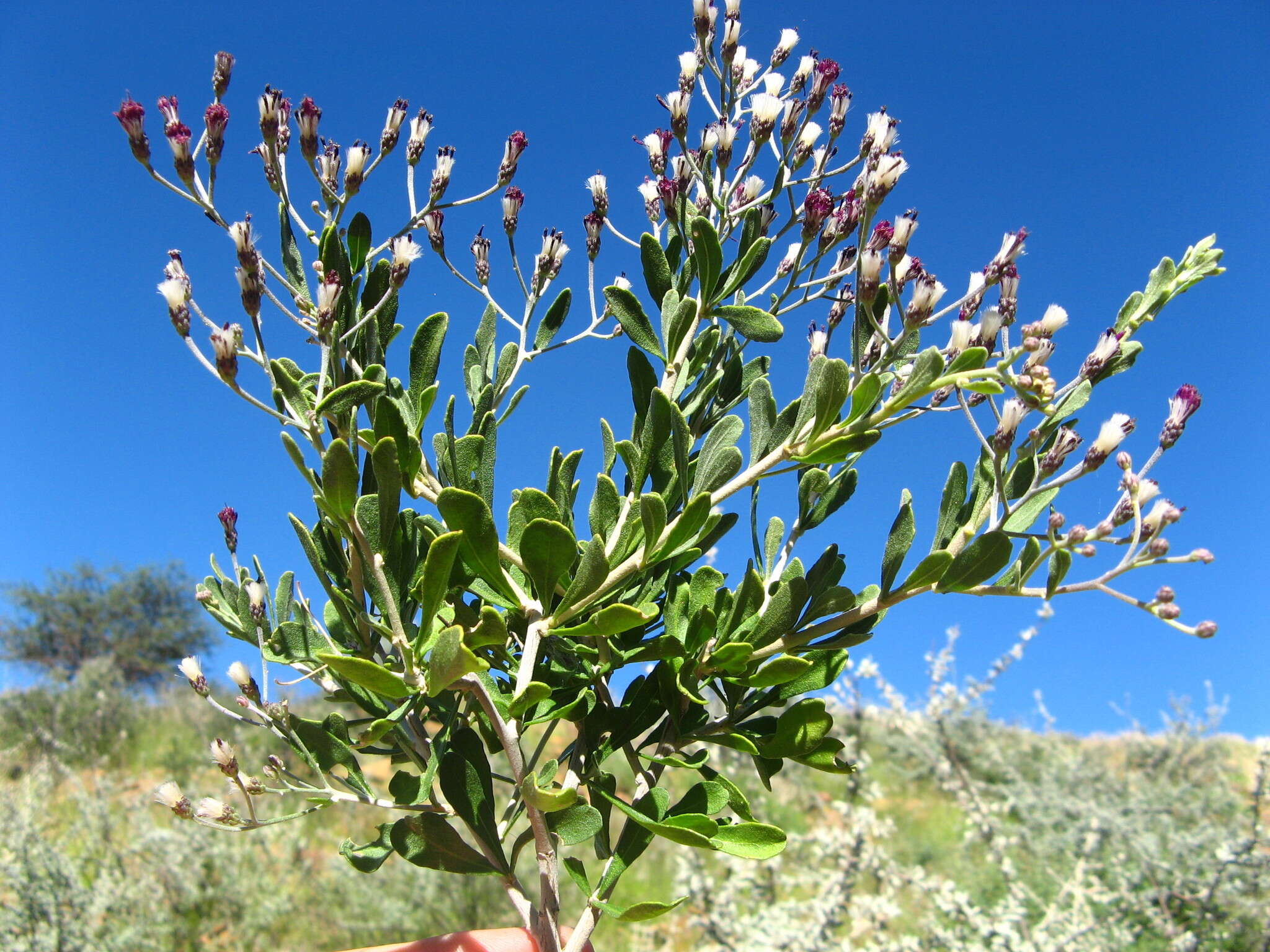 Image de Orbivestus cinerascens (Sch. Bip.) H. Robinson