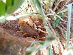 Sivun Parabuthus pallidus Pocock 1895 kuva