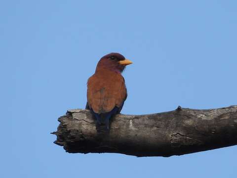 Image of Broad-billed Roller