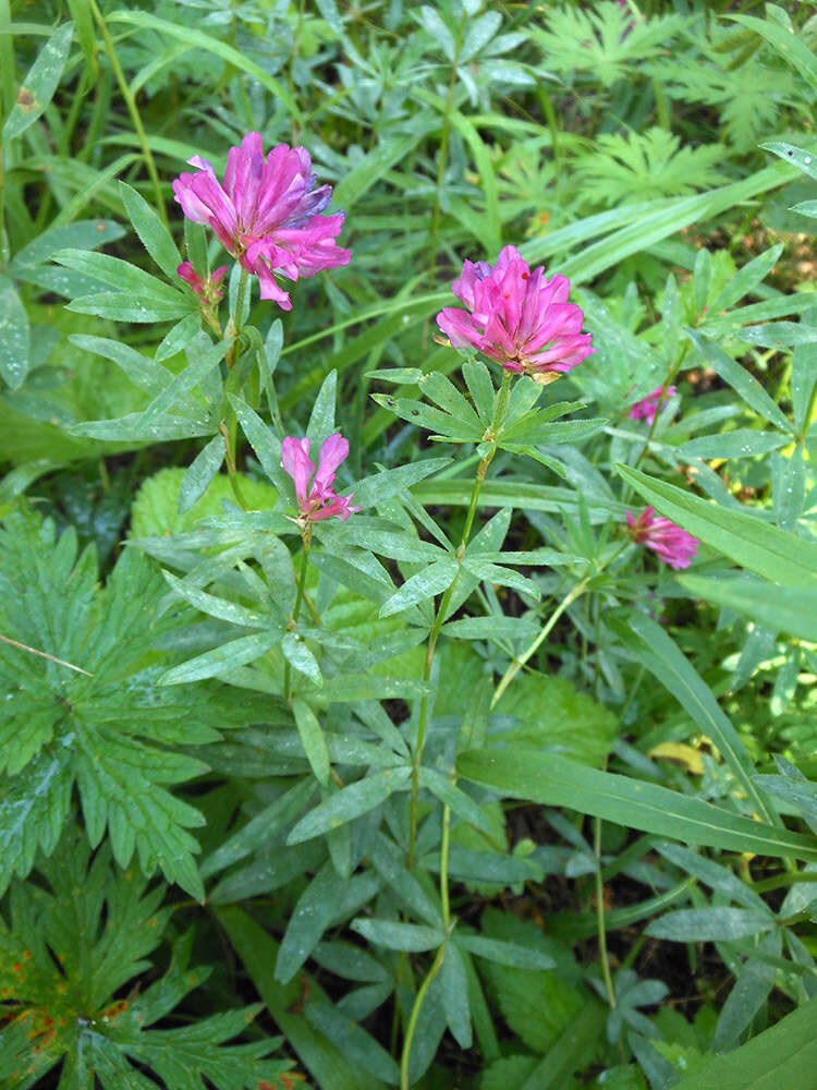 Image of lupine clover