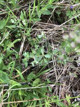 Image of Heller's spurge