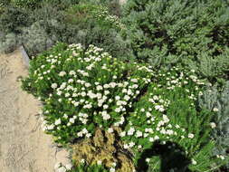 Image of Ozothamnus cinerea (Labill.) A. A. Anderberg