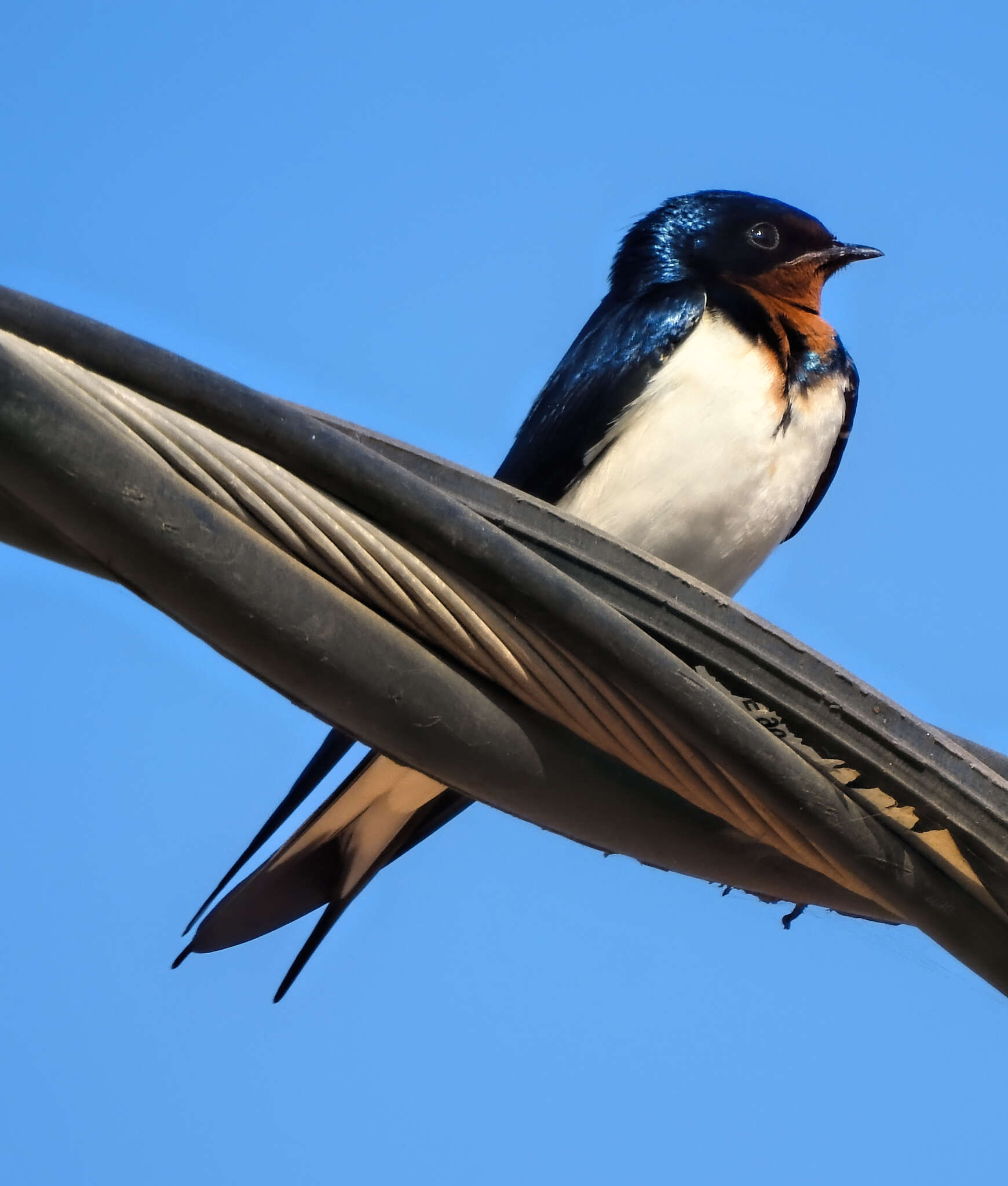 Hirundo lucida Hartlaub 1858 resmi