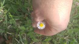 Image of Corpus Christi fleabane