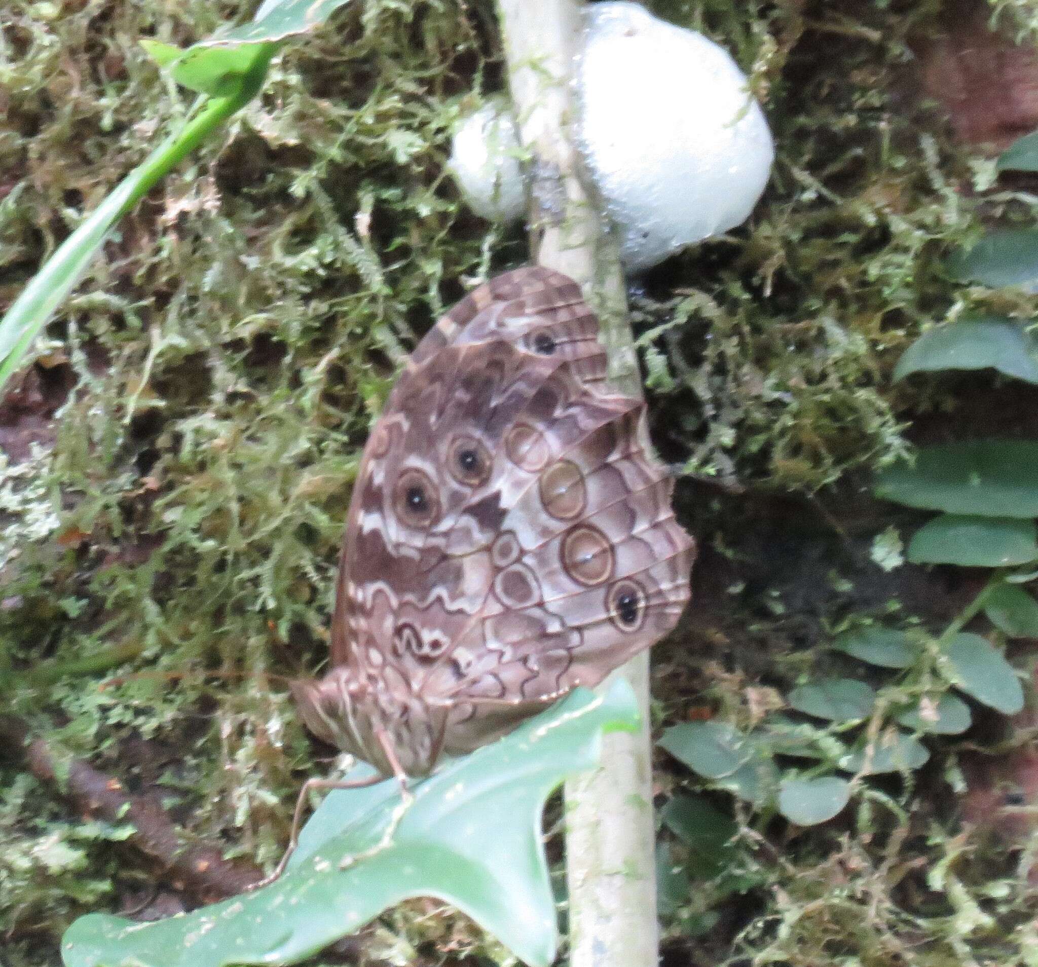 Image of Manataria maculata Hopffer 1874