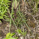 Image of Ceropegia breviflora subsp. breviflora